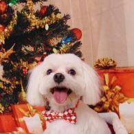 Small white dog with a red bow tie, sitting by a Christmas tree and wrapped presents