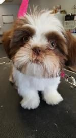 Small brown-and-white Shih Tzu with a pink bow sitting on a grooming table, looking at the camera