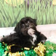 Small black puppy with white chest lying in green and gold tinsel against a grassy backdrop