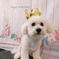 Small white dog wearing a gold crown at a birthday backdrop with pastel decorations