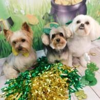 Three small dogs posing amid green and gold St. Patrick’s Day decorations