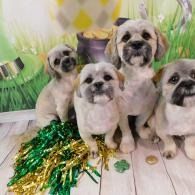 Four small puppies sitting on a wooden floor with gold tinsel and confetti in front of a grassy backdrop