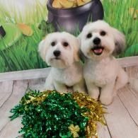 Two small white dogs sitting by green and gold tinsel in front of a painted grass backdrop