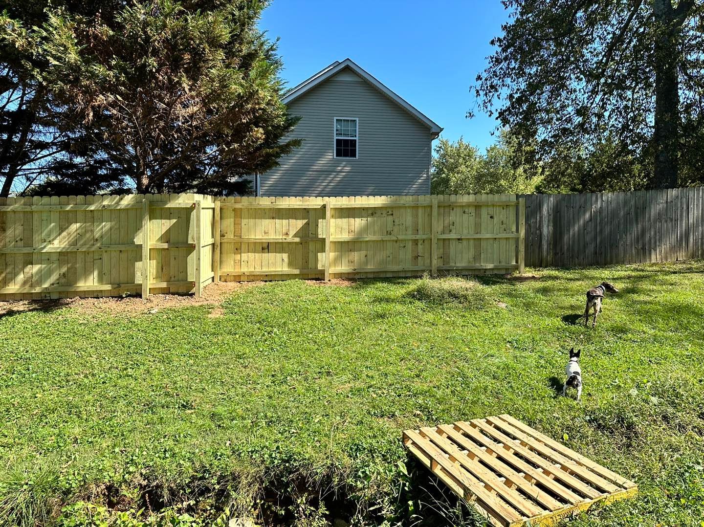 A dog is standing in the grass in front of a wooden fence.