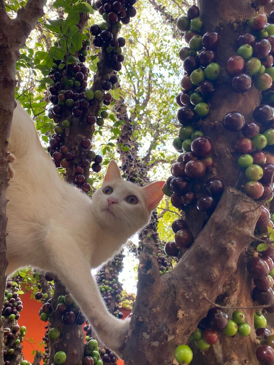 Espaço Viva com Ciência | Eventos e Alimentos Veganos