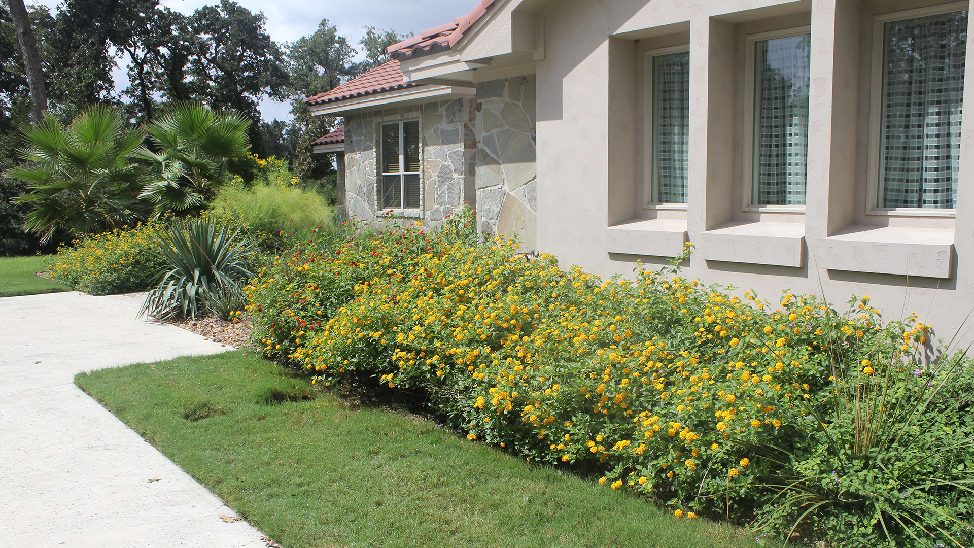 A house with a lot of yellow flowers in front of it