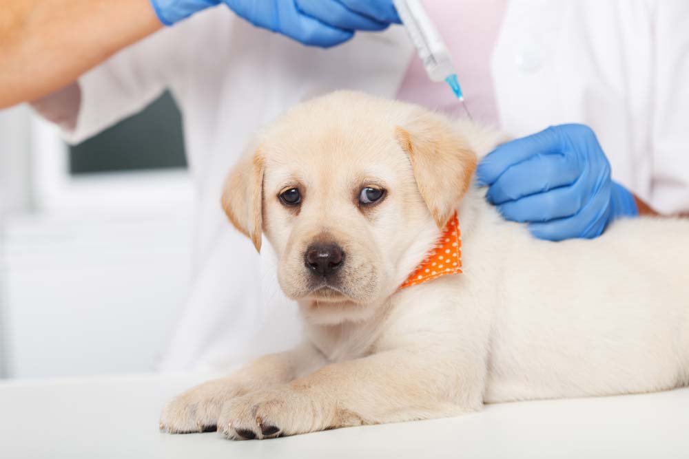 Cute Labrador Puppy — Veterinary Services in Mount Isa, QLD