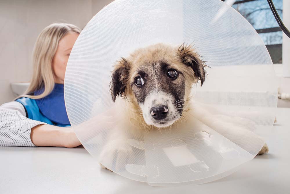 Doctor Examining Dog in X-Ray Room — Veterinary Services in Mount Isa, QLD