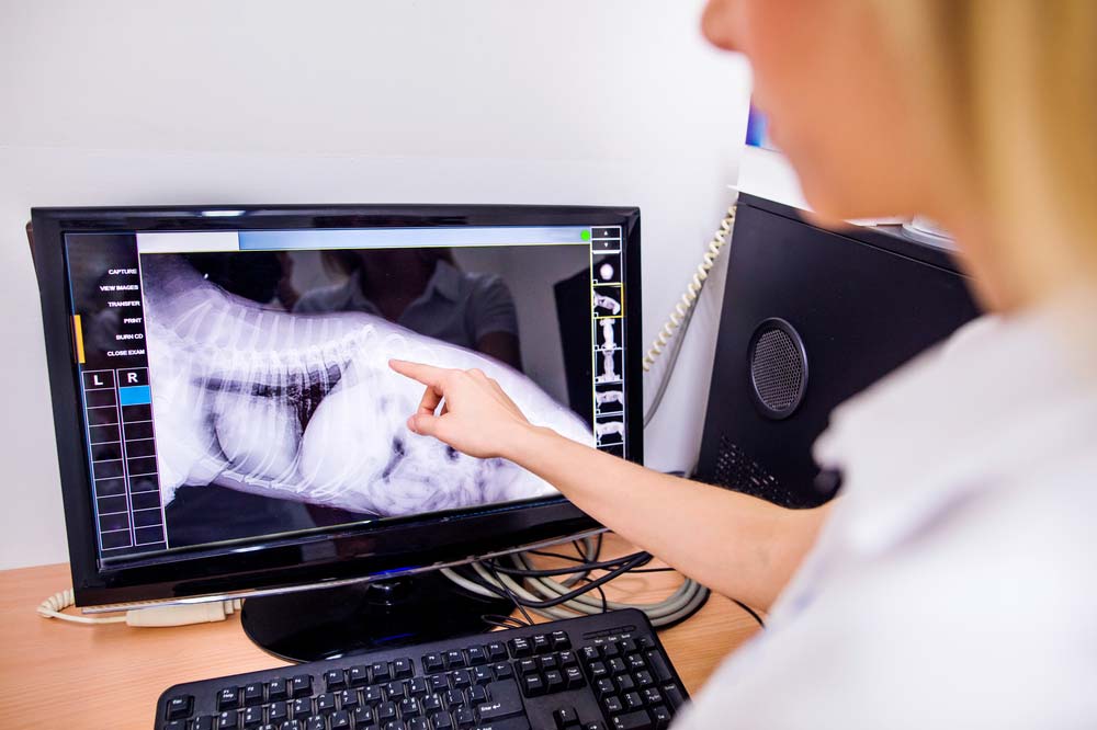 Female Veterinary Surgeon Examining X Ray of a Dog — Veterinary Services in Mount Isa, QLD