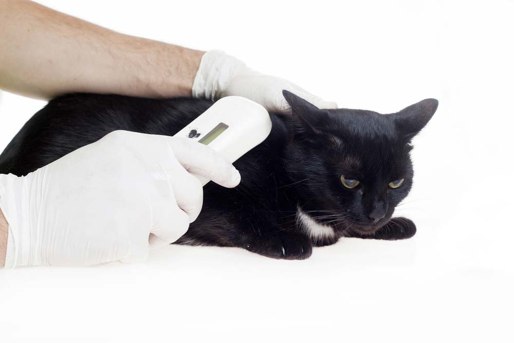 Microchip Identification on Black Cat — Veterinary Services in Mount Isa, QLD