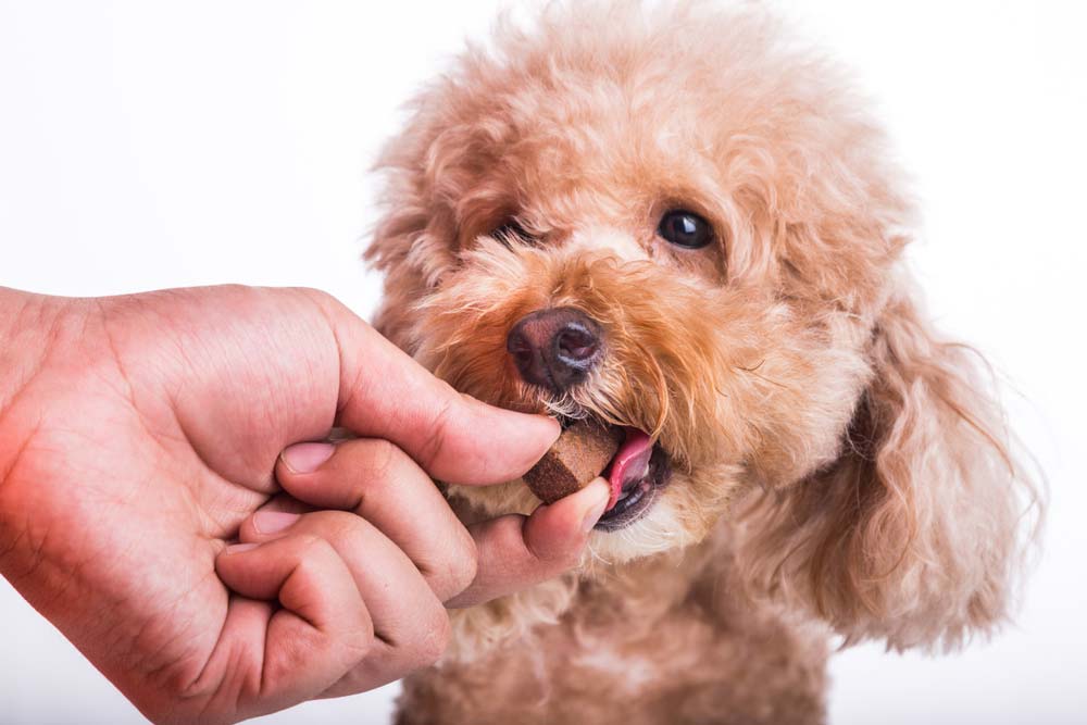 Pet Dog with Chewable to Protect and Treat from Heartworm Disease — Veterinary Services in Mount Isa, QLD