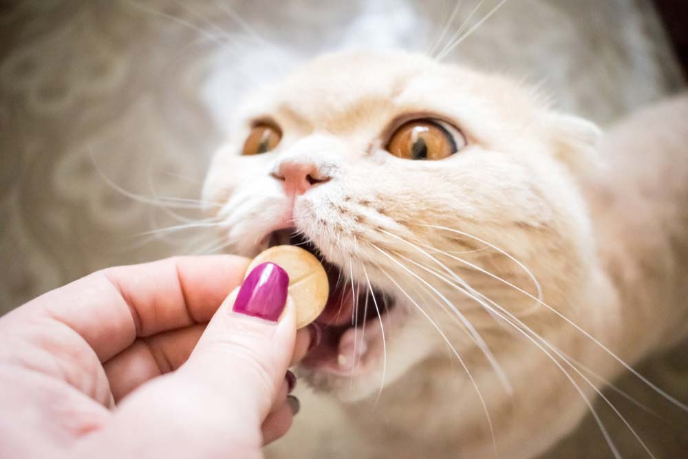 Scottish Cat with Gold Eyes Takes a Pill Close Up — Veterinary Services in Mount Isa, QLD