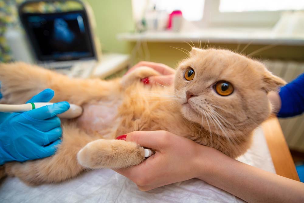 The Doctor Does an Ultrasound Examination of The Cat's Abdomen — Veterinary Services in Mount Isa, QLD