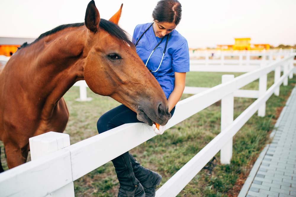 Vet Petting a Horse Outdoors — Veterinary Services in Mount Isa, QLD