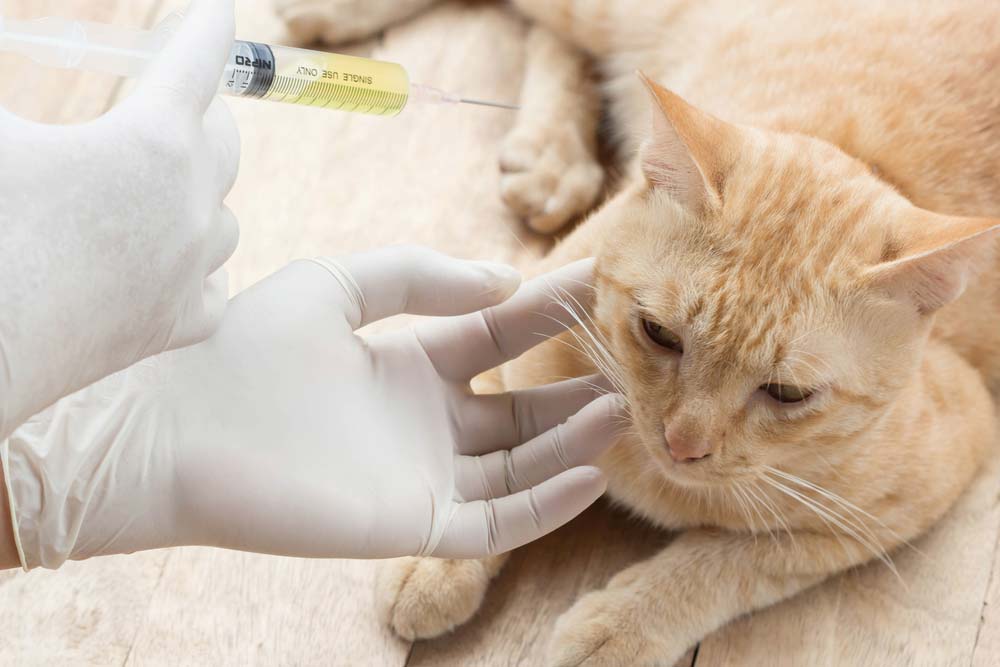 Veterinarian Giving a Cat a Vaccination — Veterinary Services in Mount Isa, QLD