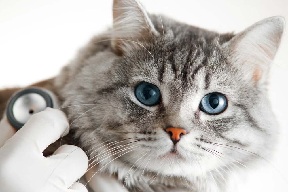 Veterinarian at Vet Clinic Are Examining Cute Grey Cat — Veterinary Services in Mount Isa, QLD