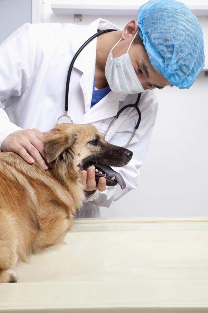 Veterinarian with Dog in Examination Room — Veterinary Services in Mount Isa, QLD