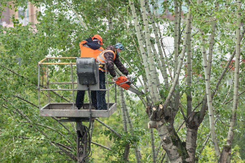 Two Men Are Cutting a Tree With a Chainsaw — Arbaron Pty Ltd in Pomona, QLD