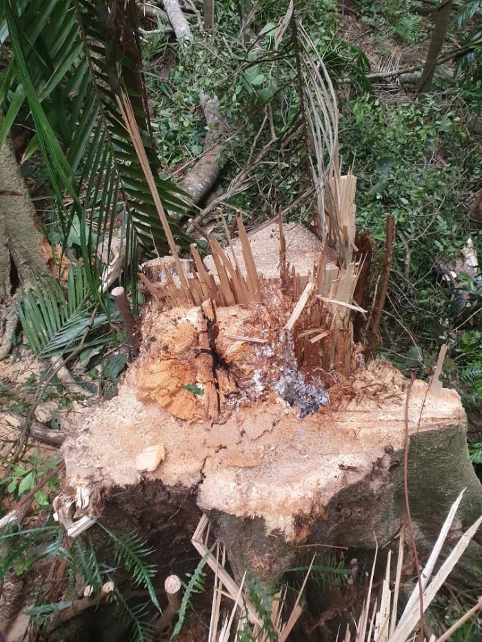 A Large Tree Stump in the Middle of a Forest — Arbaron Pty Ltd in Black Mountain, QLD