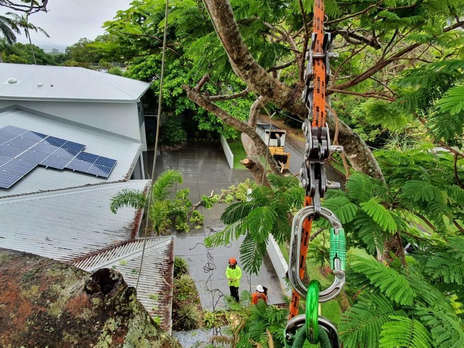 A Group of People Are Working on a Tree in Front of a House — Arbaron Pty Ltd in Black Mountain, QLD