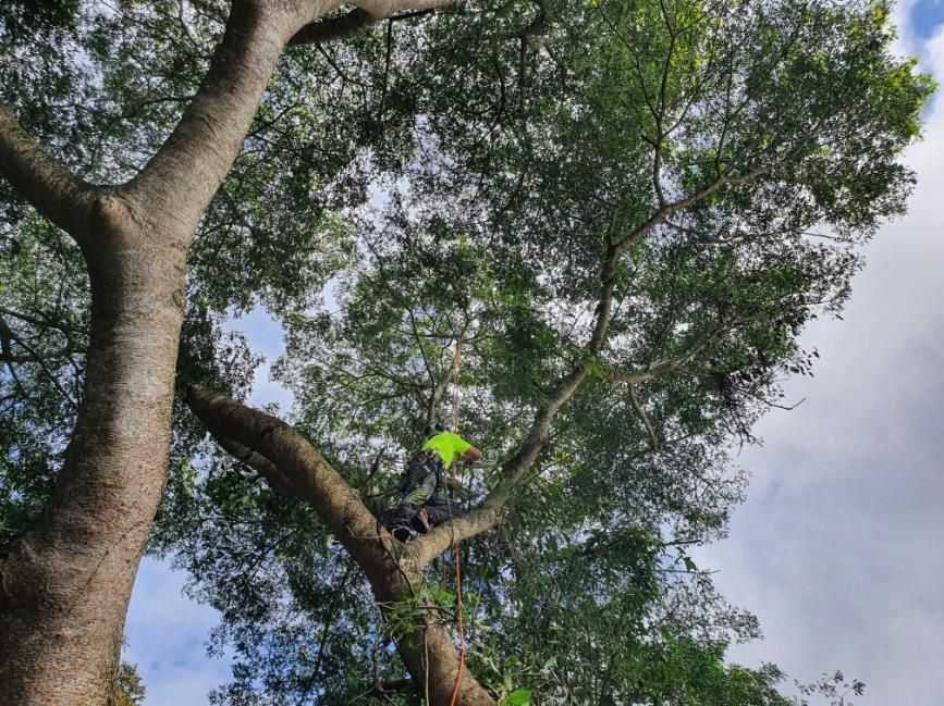 A Tree With Lots of Leaves Against a Cloudy Sky — Arbaron Pty Ltd in Black Mountain, QLD