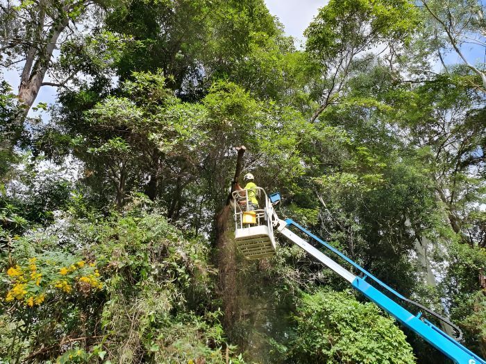 A Man is Cutting a Tree With a Crane in a Forest — Arbaron Pty Ltd in Black Mountain, QLD
