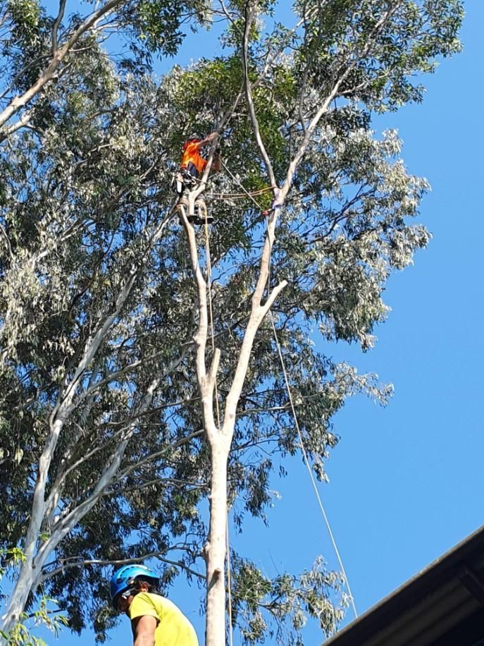 A Man is Climbing a Tree With a Chainsaw — Arbaron Pty Ltd in Black Mountain, QLD