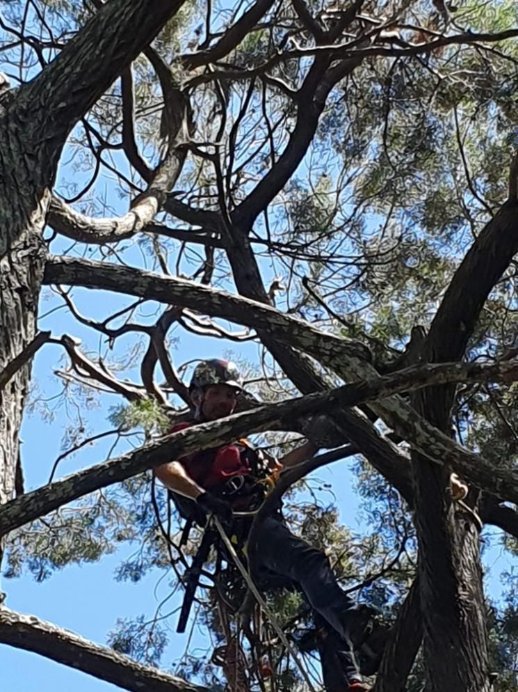 A Man is Climbing a Tree on a Sunny Day — Arbaron Pty Ltd in Black Mountain, QLD