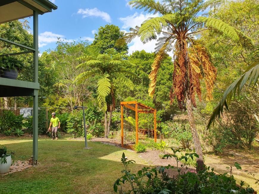 A Man is Standing in the Middle of a Lush Green Garden — Arbaron Pty Ltd in Black Mountain, QLD