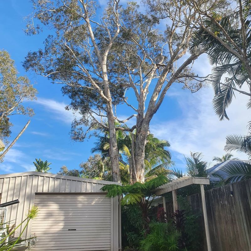 A Large Tree is Standing in Front of a Garage — Arbaron Pty Ltd in Noosa, QLD