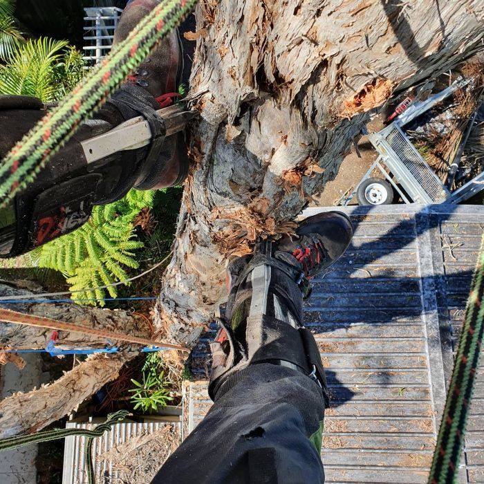 A Person is Climbing a Tree With a Rope — Arbaron Pty Ltd in Black Mountain, QLD