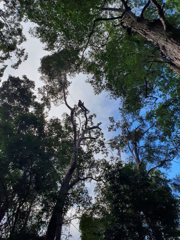 A Beautiful Tree With Lots of Leaves — Arbaron Pty Ltd in Cooran, QLD