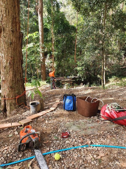 A Person is Cutting a Tree in the Woods With a Chainsaw — Arbaron Pty Ltd in Eumundi, QLD