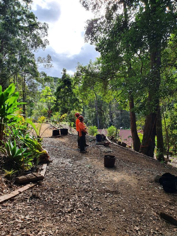 A man is Standing on a Dirt Road in the Middle of a Forest — Arbaron Pty Ltd in Cooran, QLD