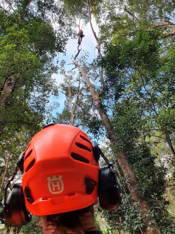 A Person is Looking on the Top of the Tree — Arbaron Pty Ltd in Pomona, QLD