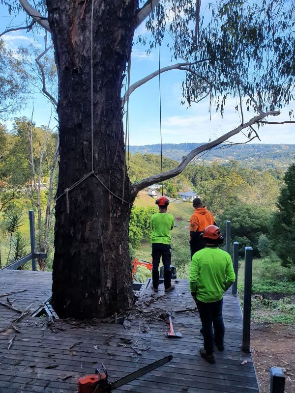 A Group of Men Are Standing Next to a Large Tree — Arbaron Pty Ltd in Cooroy, QLD
