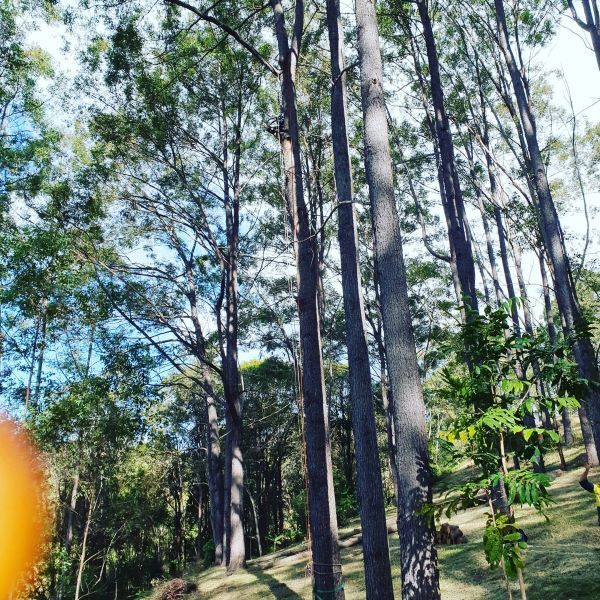 A Group of Trees Standing on Top of a Hill in a Forest — Arbaron Pty Ltd in Cooroy, QLD