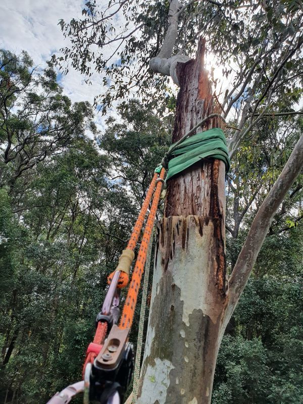 A Person is Climbing a Tree With a Rope Attached to It — Arbaron Pty Ltd in Pomona, QLD