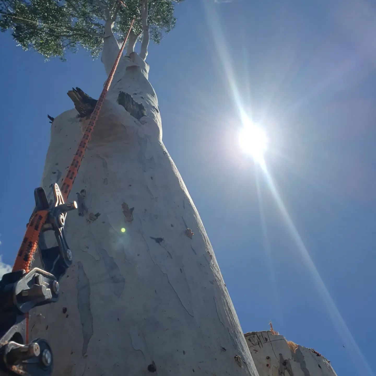 A Person is Climbing Up a Tree With a Ladder — Arbaron Pty Ltd in Noosa, QLD