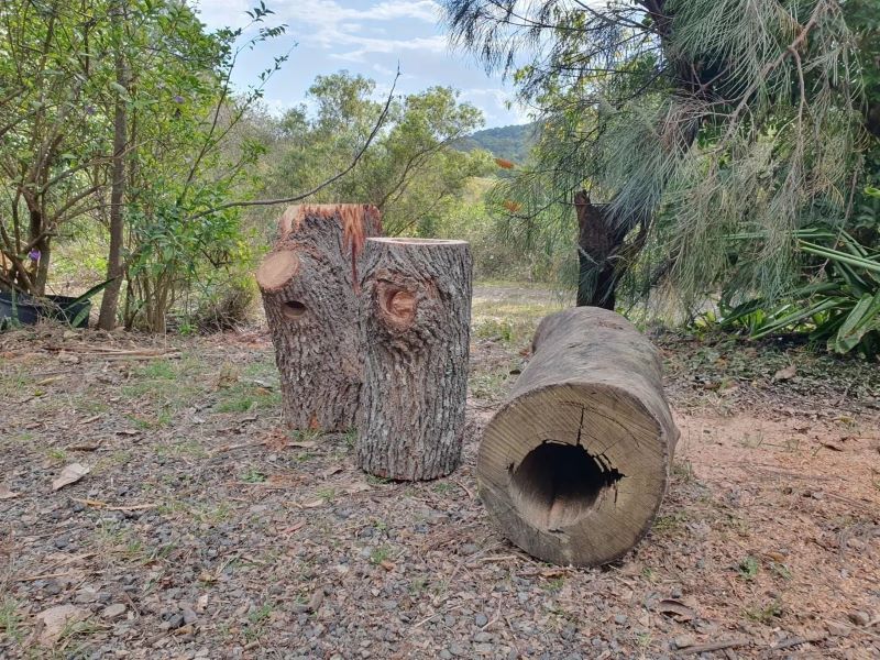 A Tree Stump With a Hole in It is Sitting on the Ground — Arbaron Pty Ltd in Black Mountain, QLD