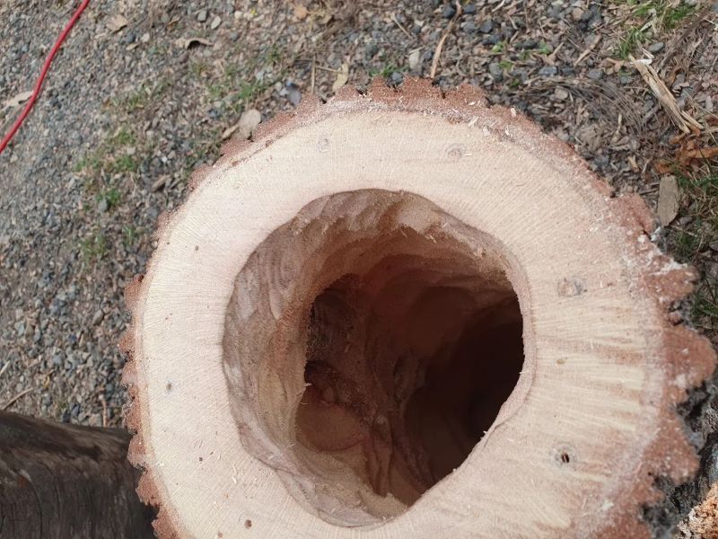 A Tree Stump With a Hole — Arbaron Pty Ltd in Black Mountain, QLD