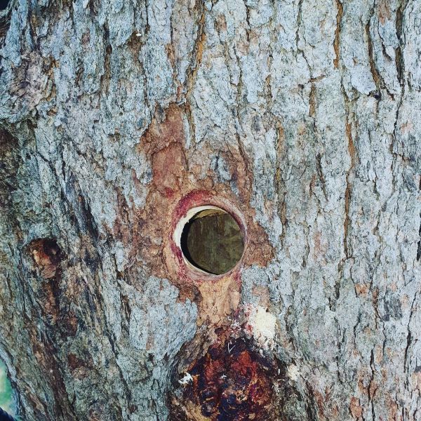 A Tree Trunk With a Hole in the Middle of It — Arbaron Pty Ltd in Noosa, QLD