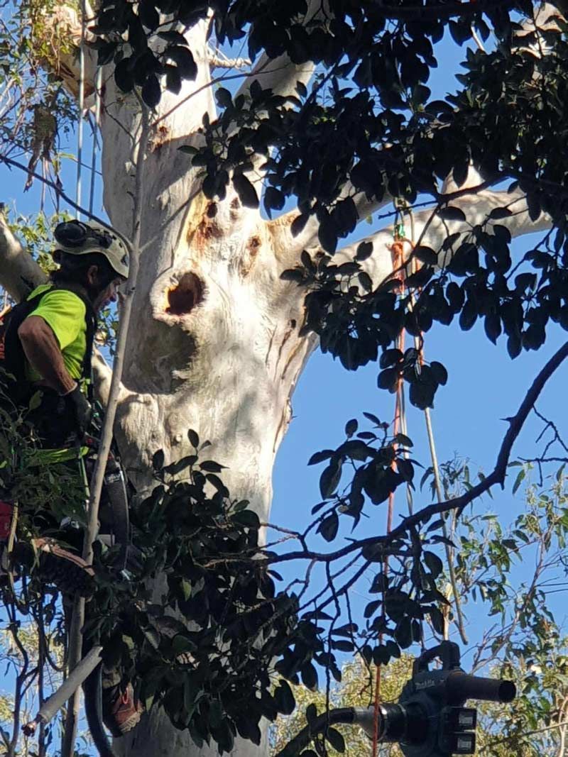 A Man is Climbing a Tree — Arbaron Pty Ltd in Black Mountain, QLD
