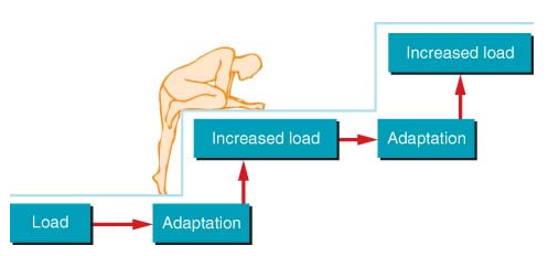 A diagram of a person kneeling down with increased load and adaptation.