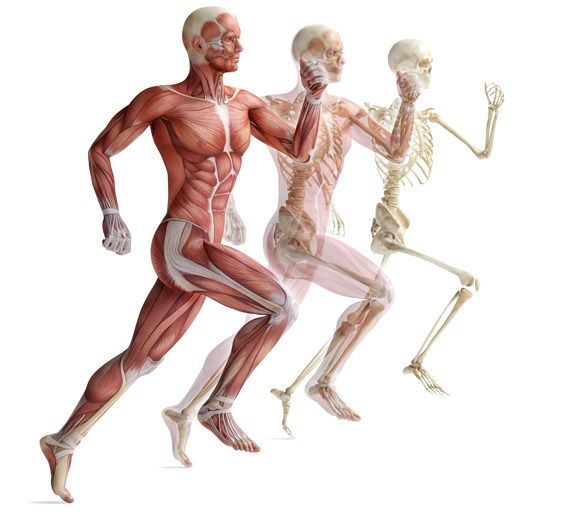 A man with muscles and a skeleton running next to each other