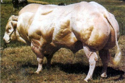 A very muscular cow is standing in a grassy field.