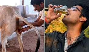 A man is milking a cow and a man is drinking beer.