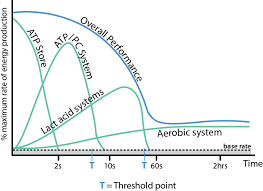 A graph showing the percentage of maximum rate of energy production