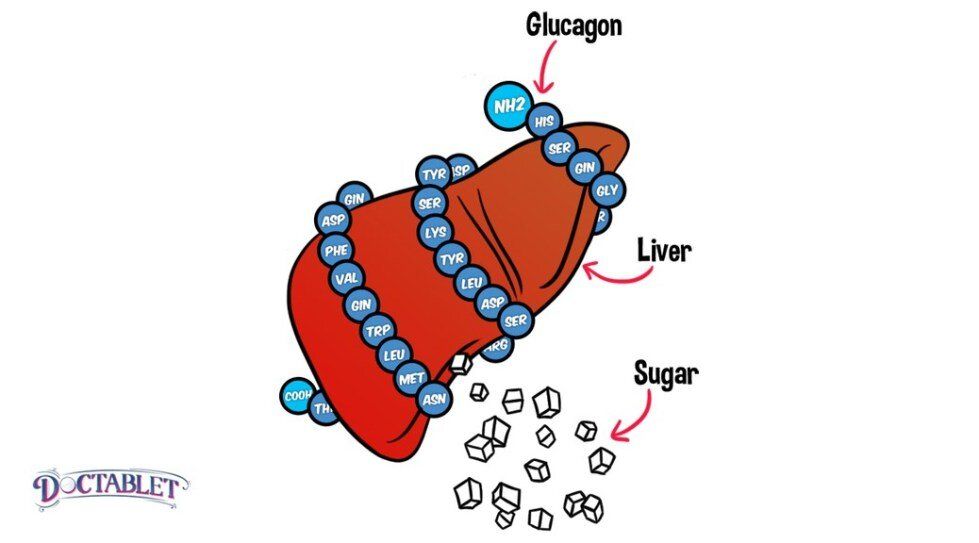 A diagram of a liver surrounded by glucagon and sugar.