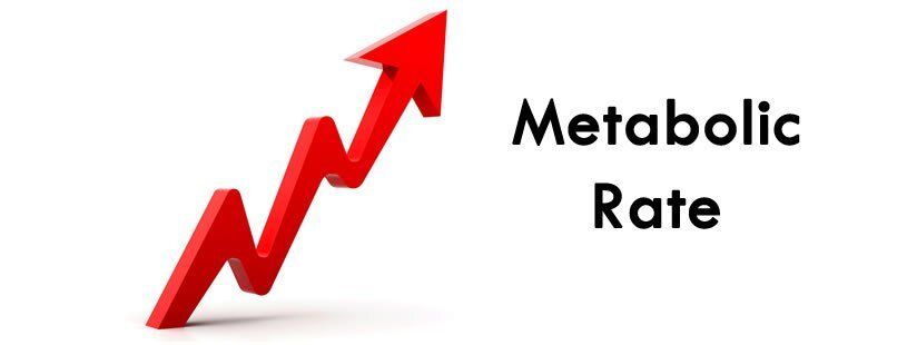 A red arrow pointing up with the words metabolic rate below it